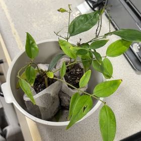 Photo of the plant species Bowerplant by @LeadTamarack33 named Sproutacus on Greg, the plant care app