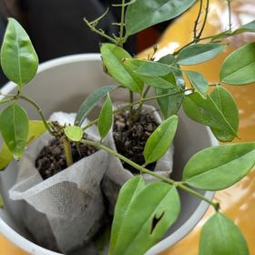 Photo of the plant species Bowerplant by @LeadTamarack33 named ChloroPhil on Greg, the plant care app