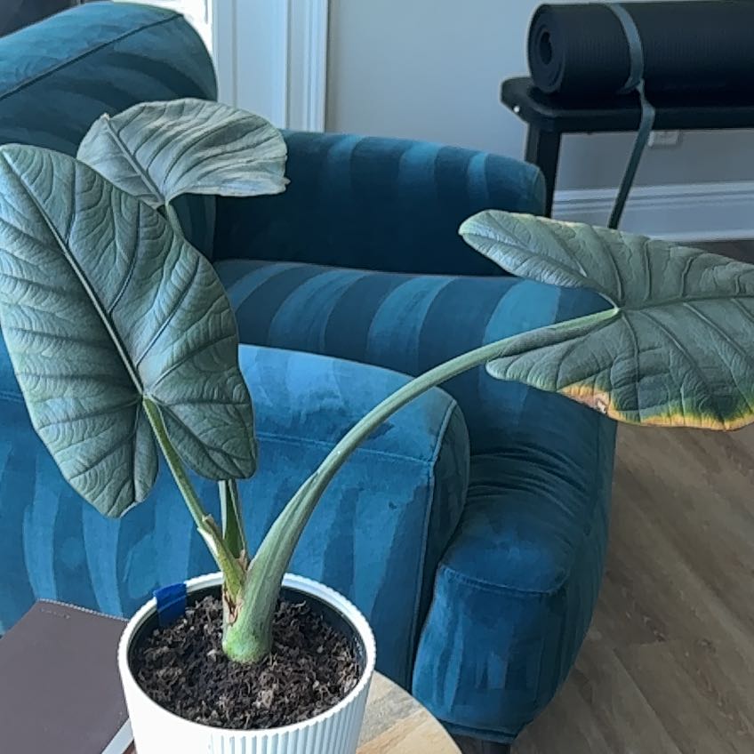 Photo of the plant species Alocasia Reginae by @RoundFanmoss39 named Miley on Greg, the plant care app