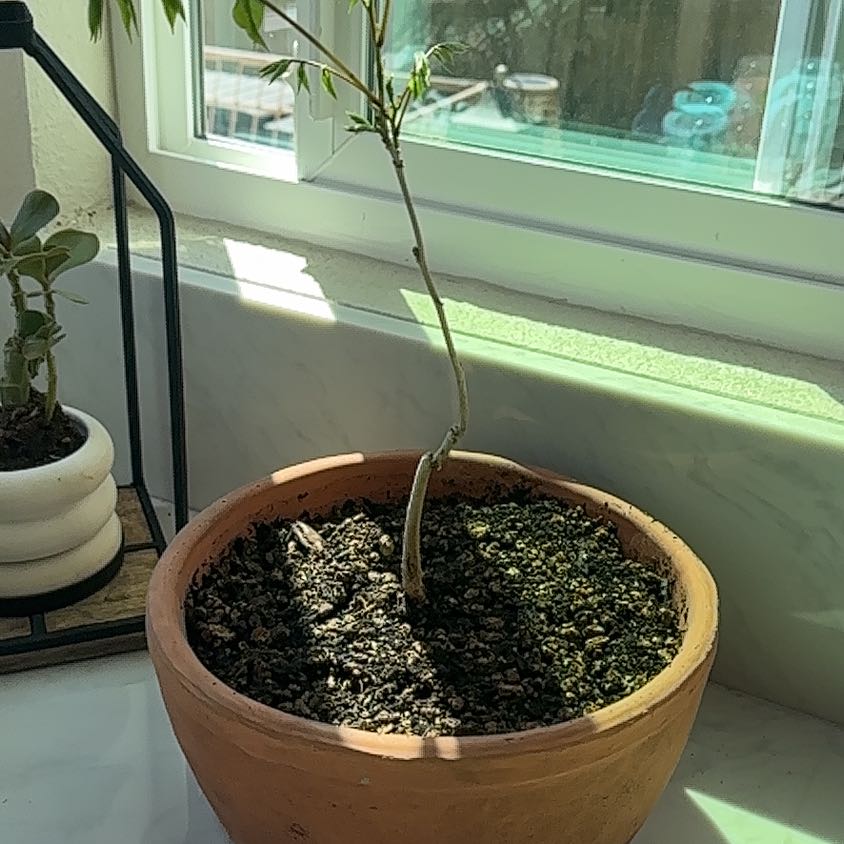 Photo of the plant species Weeping Willow Bonsai Tree by @Cutieroo named Keanu Leaves on Greg, the plant care app