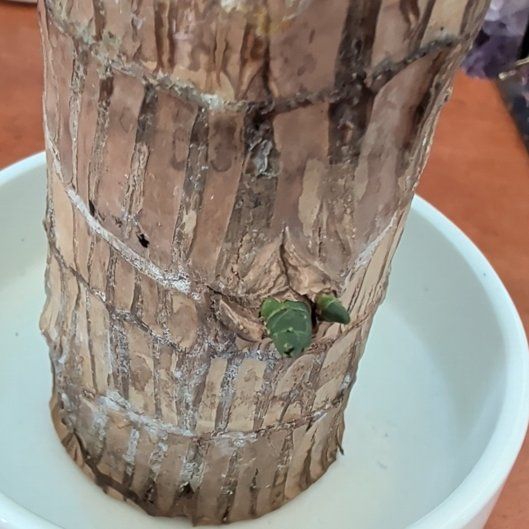 Photo of the plant species Lucky wood plant by @LeadParsley22 named Gemini on Greg, the plant care app