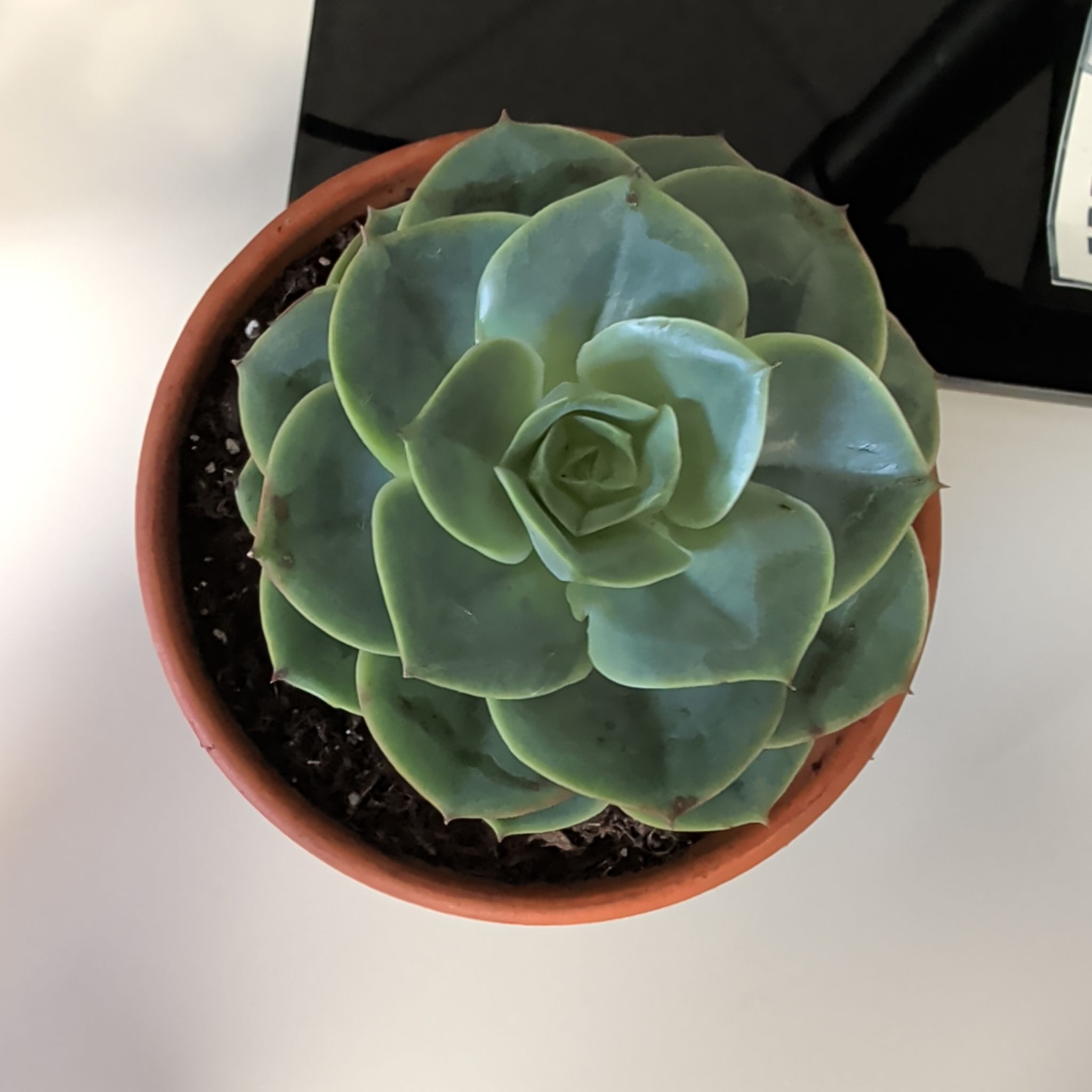 Photo of the plant species Echeveria 'Tigela' by @LeadParsley22 named Castor on Greg, the plant care app