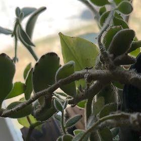 Photo of the plant species Oak Mistletoe by @AnewBegonia81 named Rosa on Greg, the plant care app