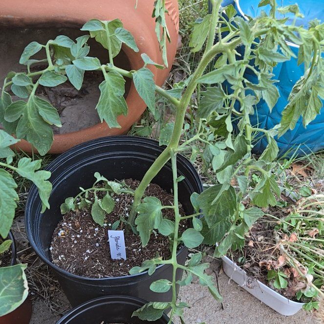 Photo of the plant species Florida 91 Tomato by @SpyderLily named Myn on Greg, the plant care app