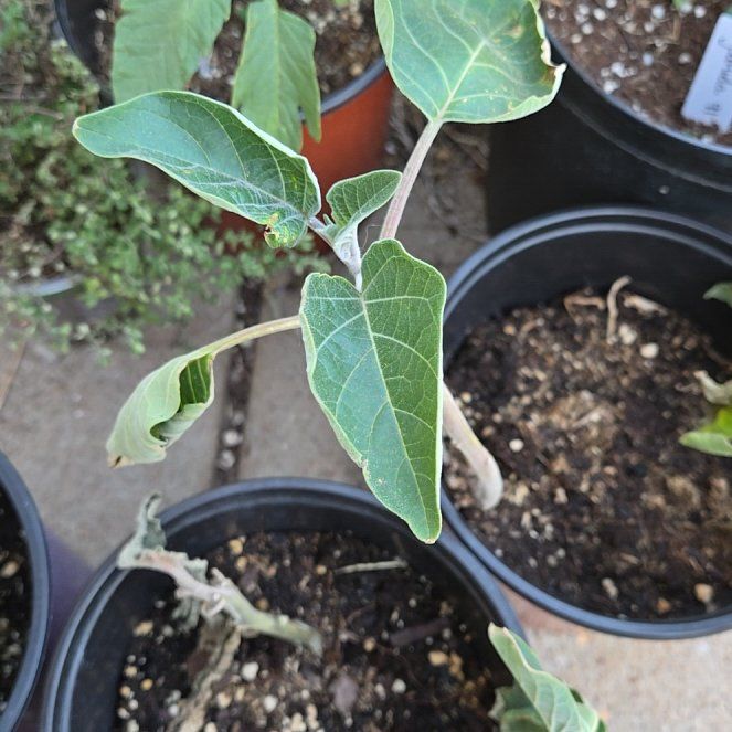 Photo of the plant species Angel's Trumpet by @SpyderLily named Eva on Greg, the plant care app