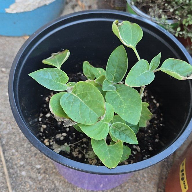 Photo of the plant species Angel's Trumpet by @SpyderLily named Luna on Greg, the plant care app