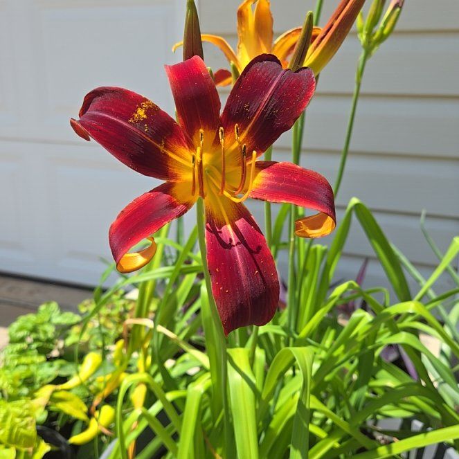 Photo of the plant species Daylily 'Black Plush' by @SpyderLily named Zion on Greg, the plant care app
