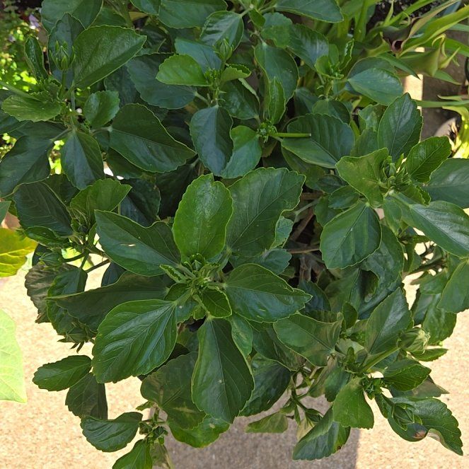 Photo of the plant species Hollywood Hibiscus 'Rico Suave' by @SpyderLily named Xena on Greg, the plant care app