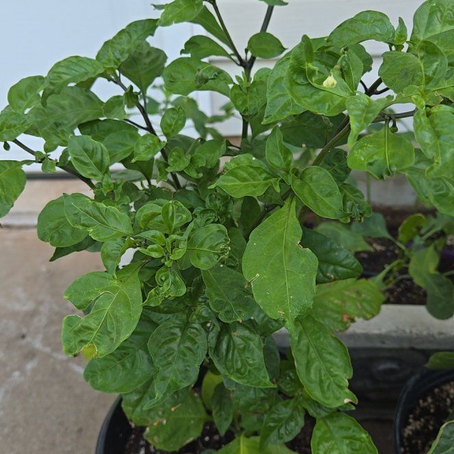 Photo of the plant species Carolina Reaper by @SpyderLily named Surya on Greg, the plant care app
