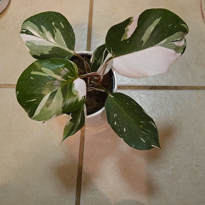 Apollo