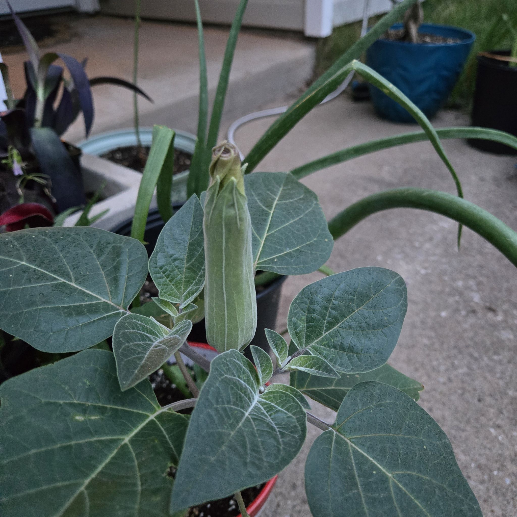 Photo of the plant species Angel's Trumpet by @SpyderLily named Sol on Greg, the plant care app