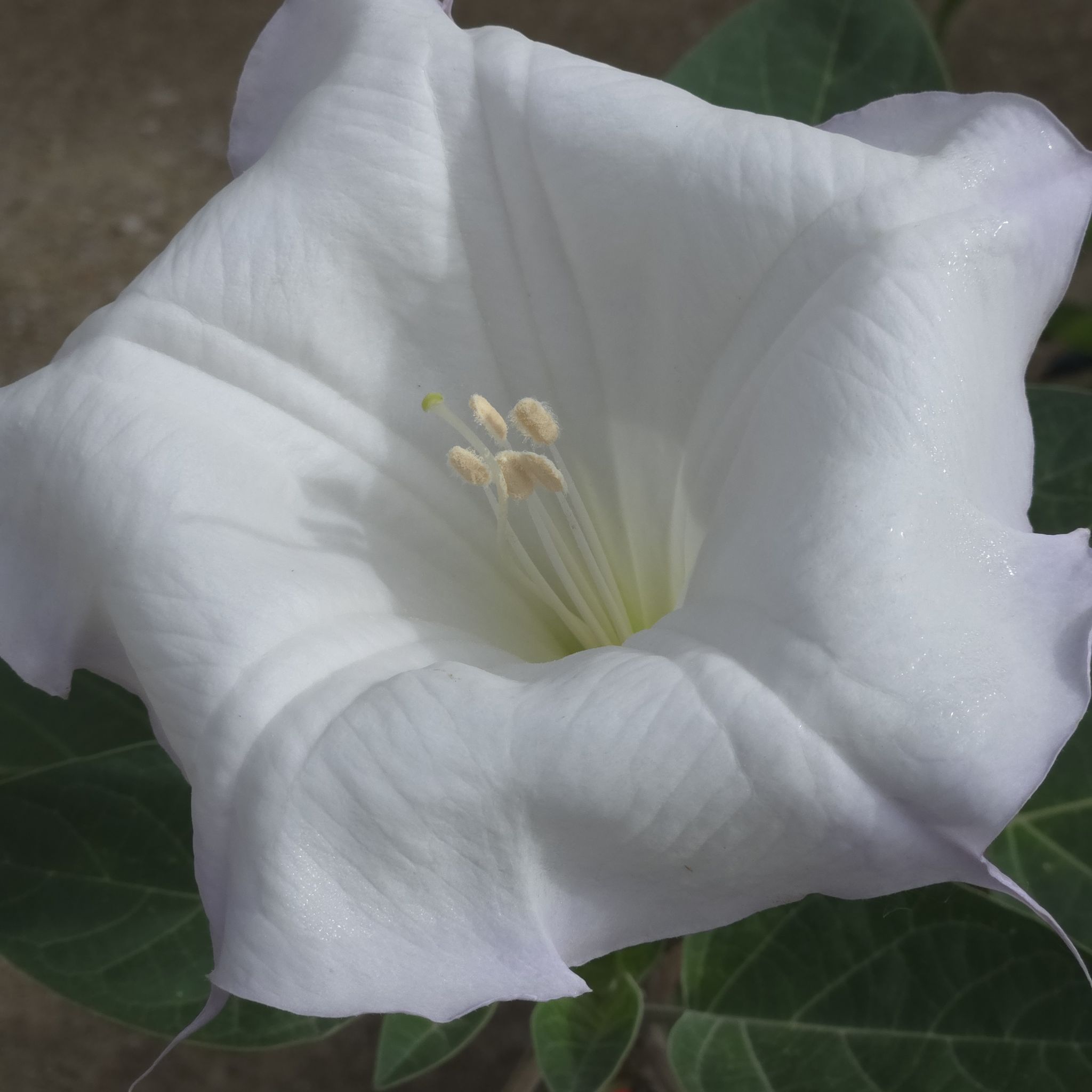 Photo of the plant species Angel's Trumpet by @SpyderLily named Sol on Greg, the plant care app