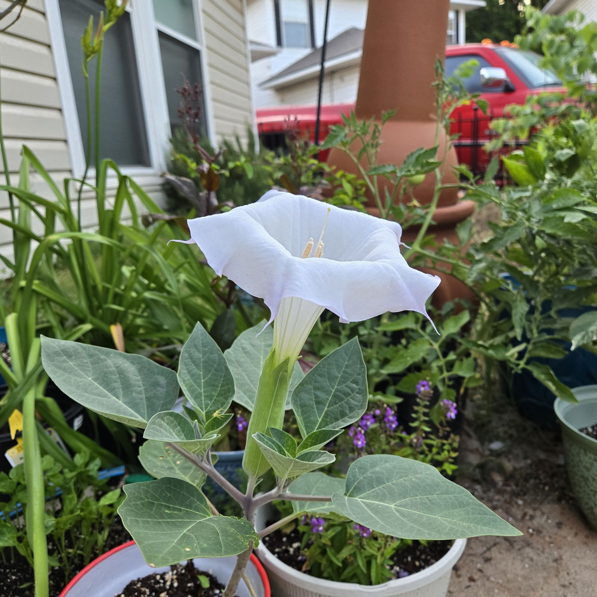 Photo of the plant species Angel's Trumpet by @SpyderLily named Sol on Greg, the plant care app