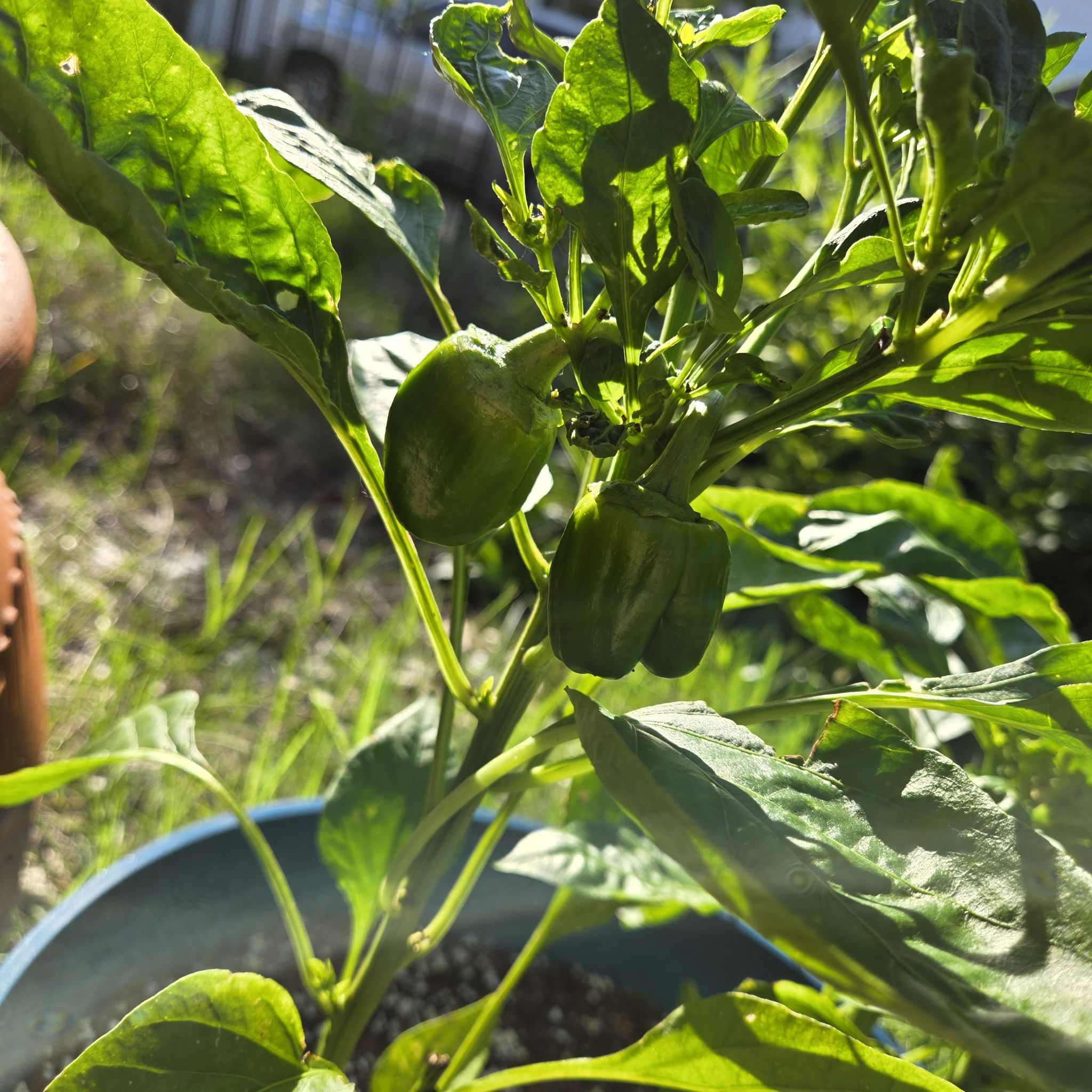 Photo of the plant species Bell Pepper 'Chocolate Beauty' by @SpyderLily named Bella on Greg, the plant care app
