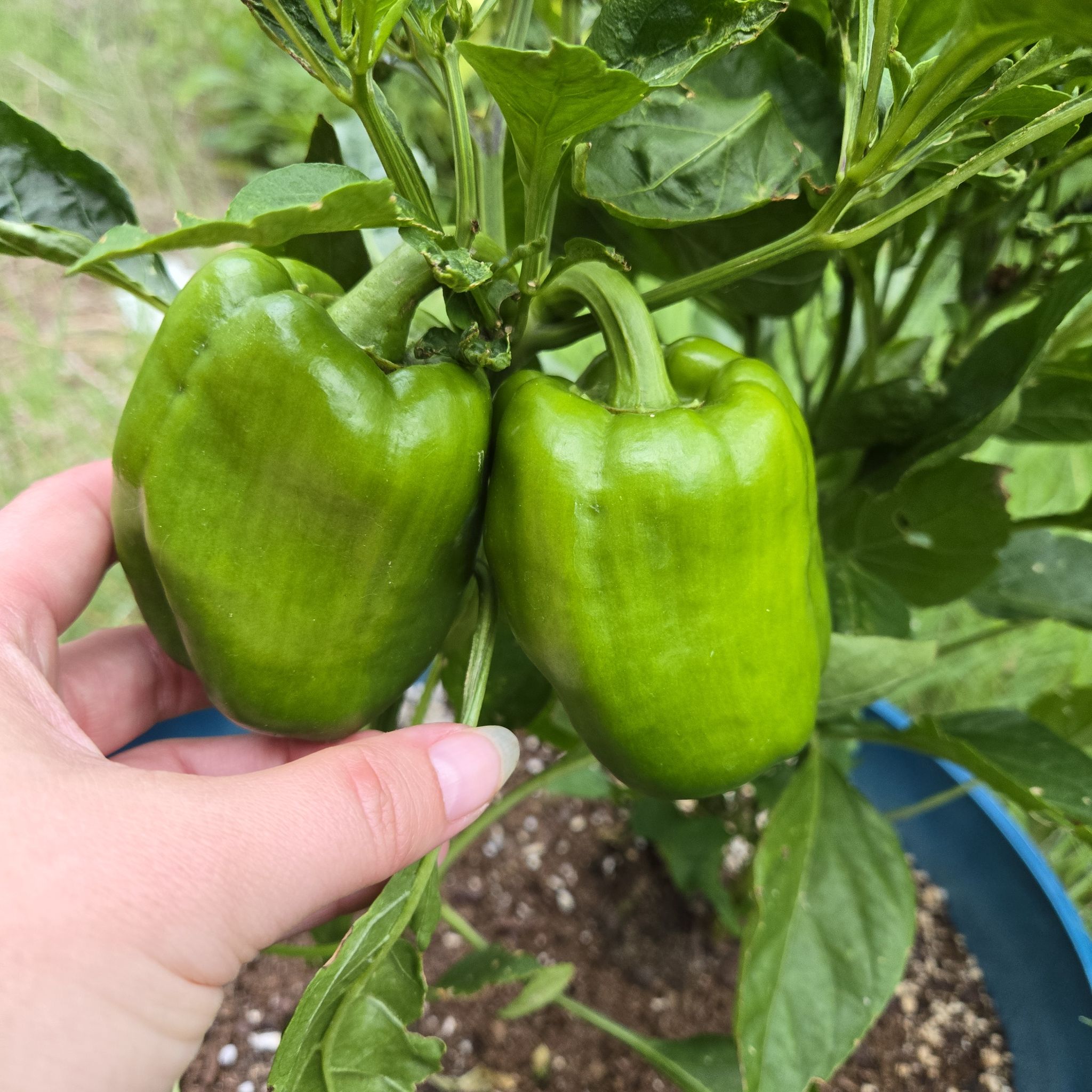 Photo of the plant species Bell Pepper 'Chocolate Beauty' by @SpyderLily named Bella on Greg, the plant care app