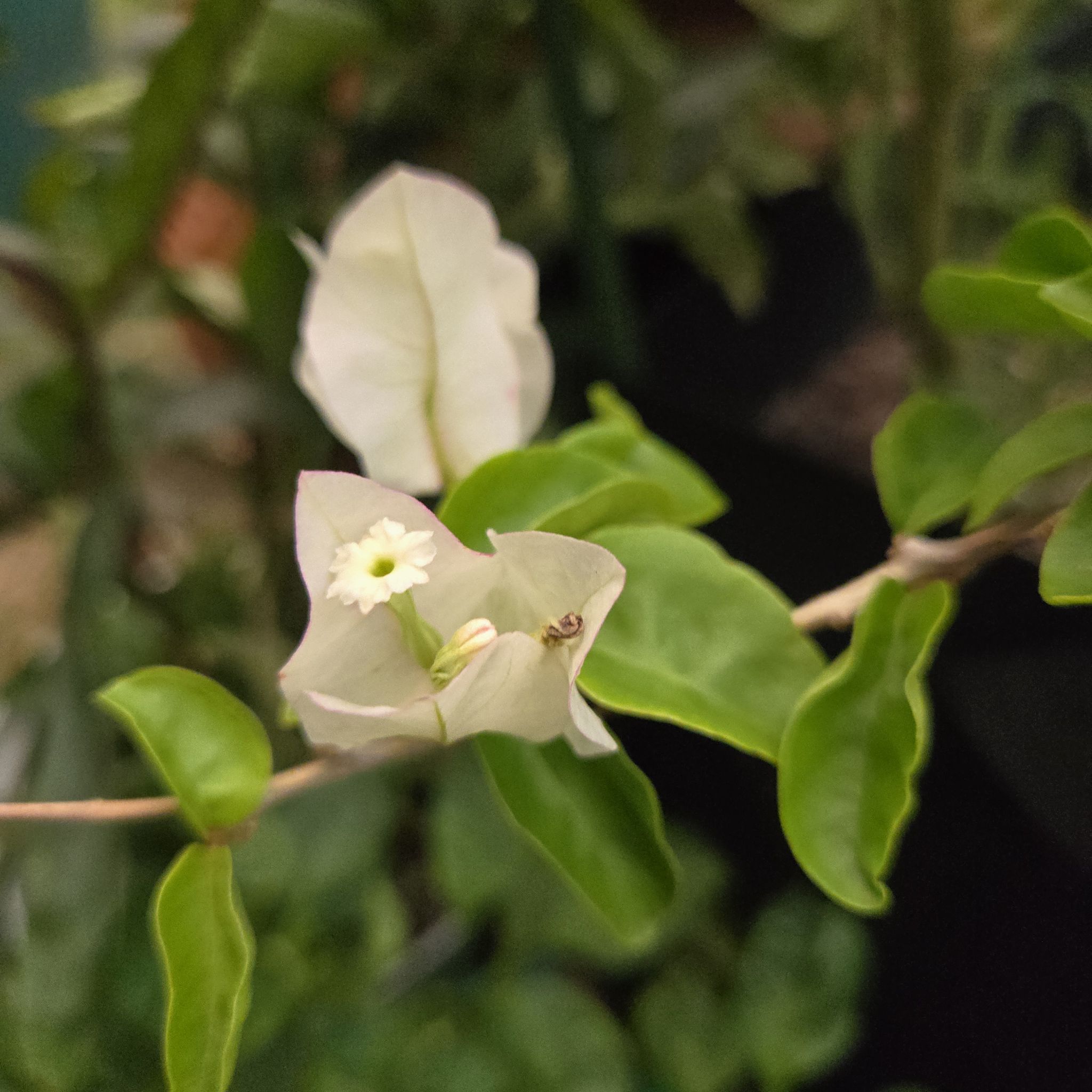 Photo of the plant species Bougainvillea 'Vera Lynn' by @SpyderLily named Lauri on Greg, the plant care app