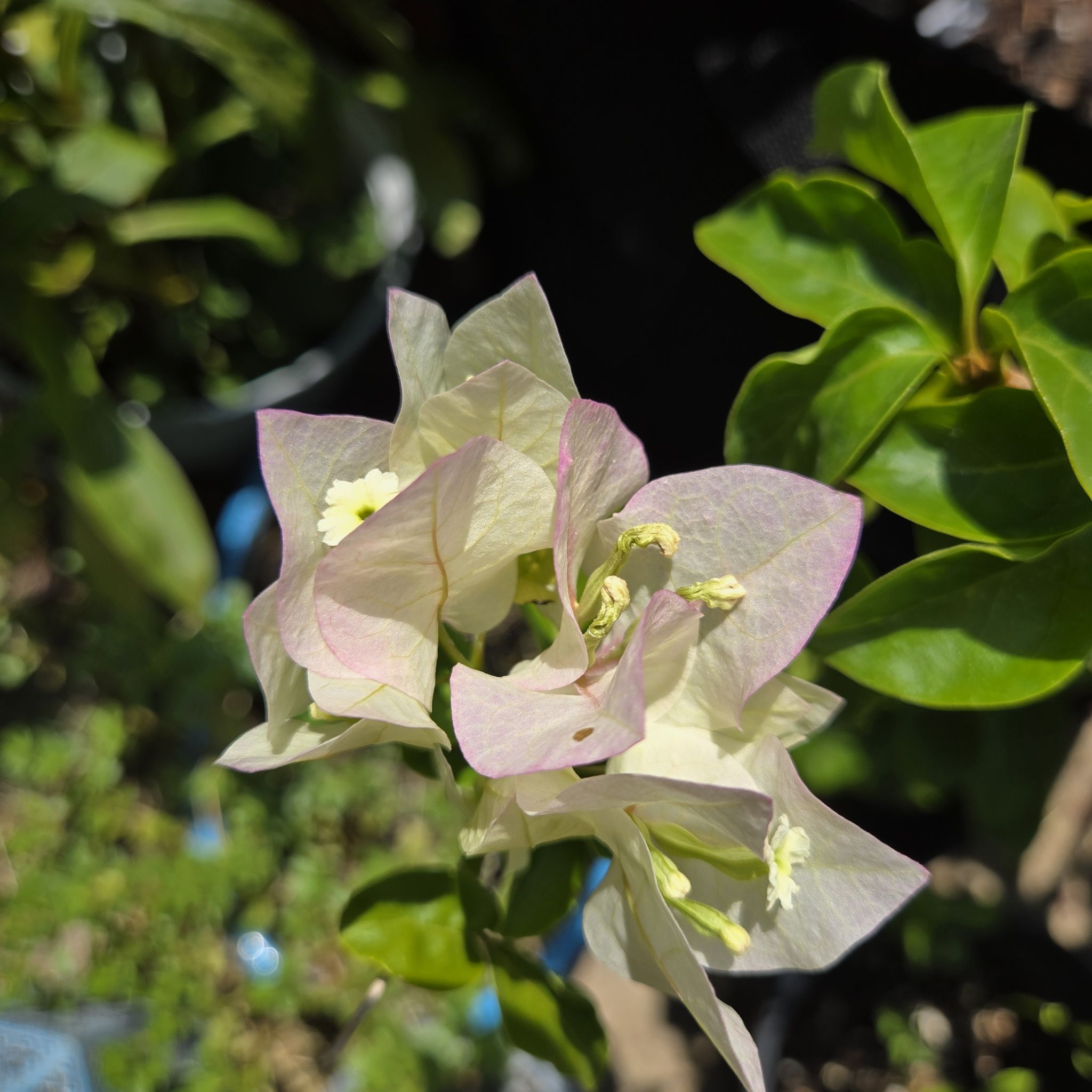 Photo of the plant species Bougainvillea 'Vera Lynn' by @SpyderLily named Lauri on Greg, the plant care app