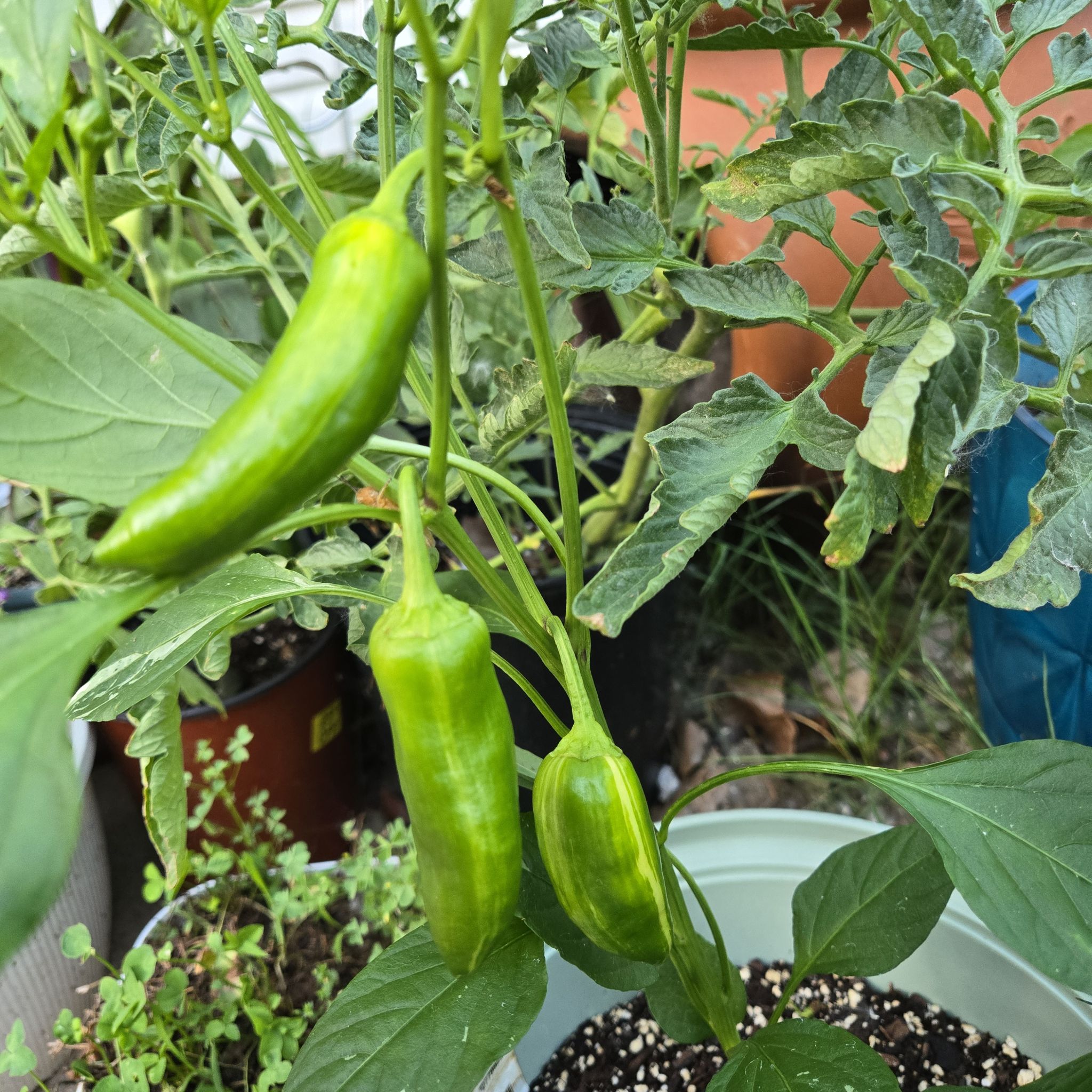 Photo of the plant species Capsicum 'Mocha Swirl' by @SpyderLily named Stella on Greg, the plant care app