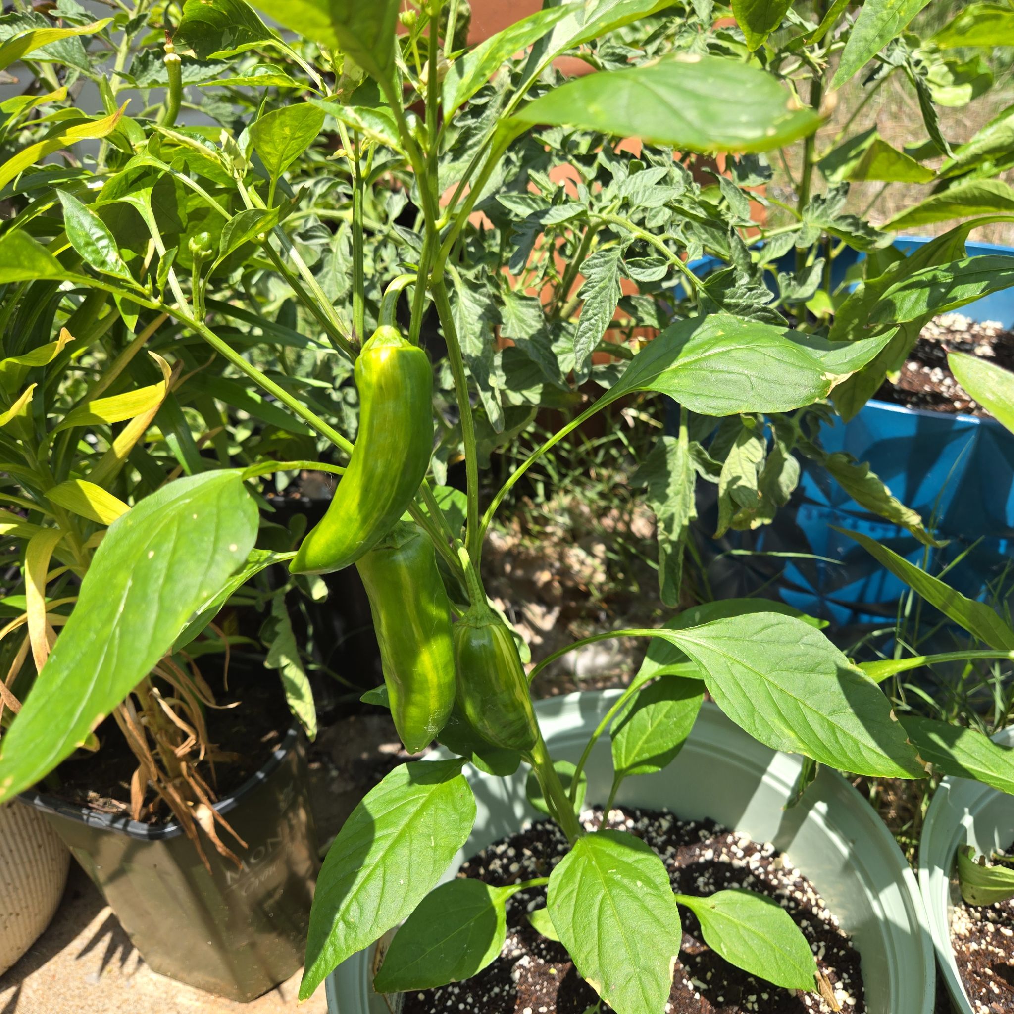 Photo of the plant species Capsicum 'Mocha Swirl' by @SpyderLily named Sonora on Greg, the plant care app