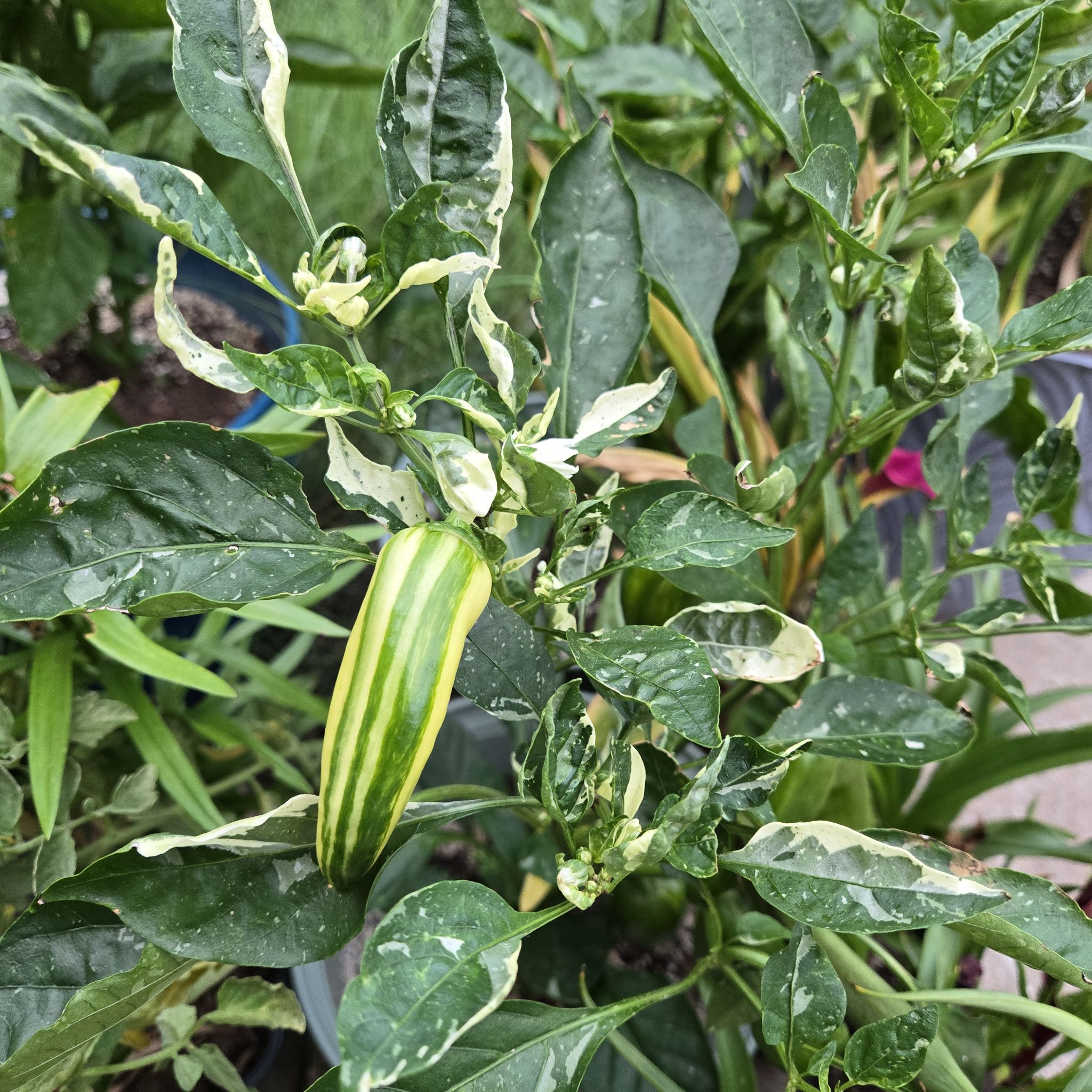 Photo of the plant species Capsicum 'Mocha Swirl' by @SpyderLily named Sonora on Greg, the plant care app