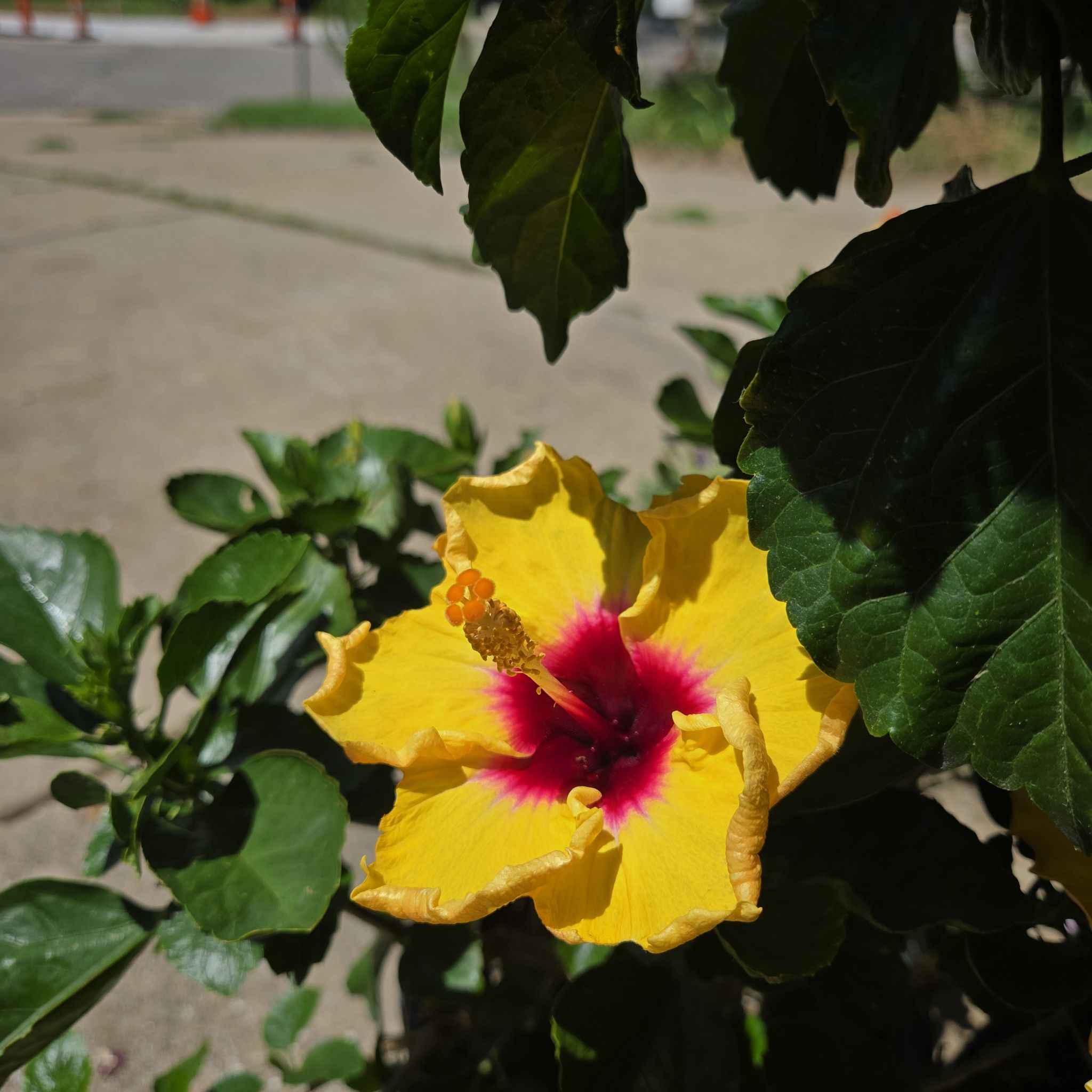 Photo of the plant species Hollywood Hibiscus 'Rico Suave' by @SpyderLily named Xena on Greg, the plant care app