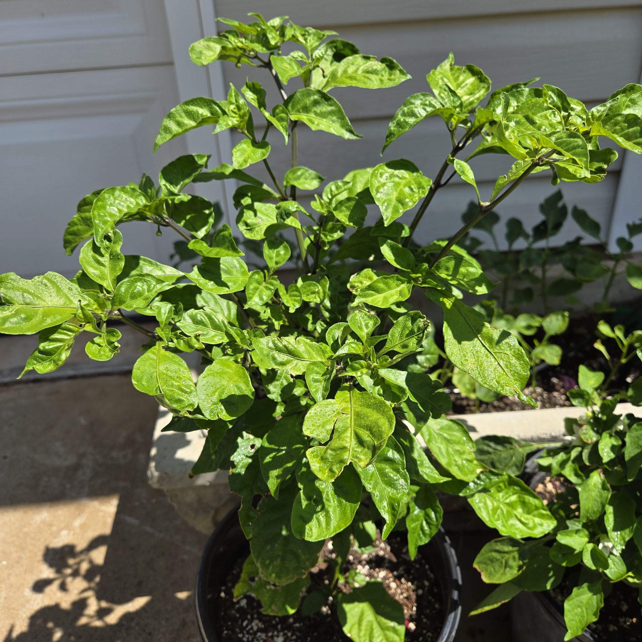 Photo of the plant species Carolina Reaper by @SpyderLily named Surya on Greg, the plant care app