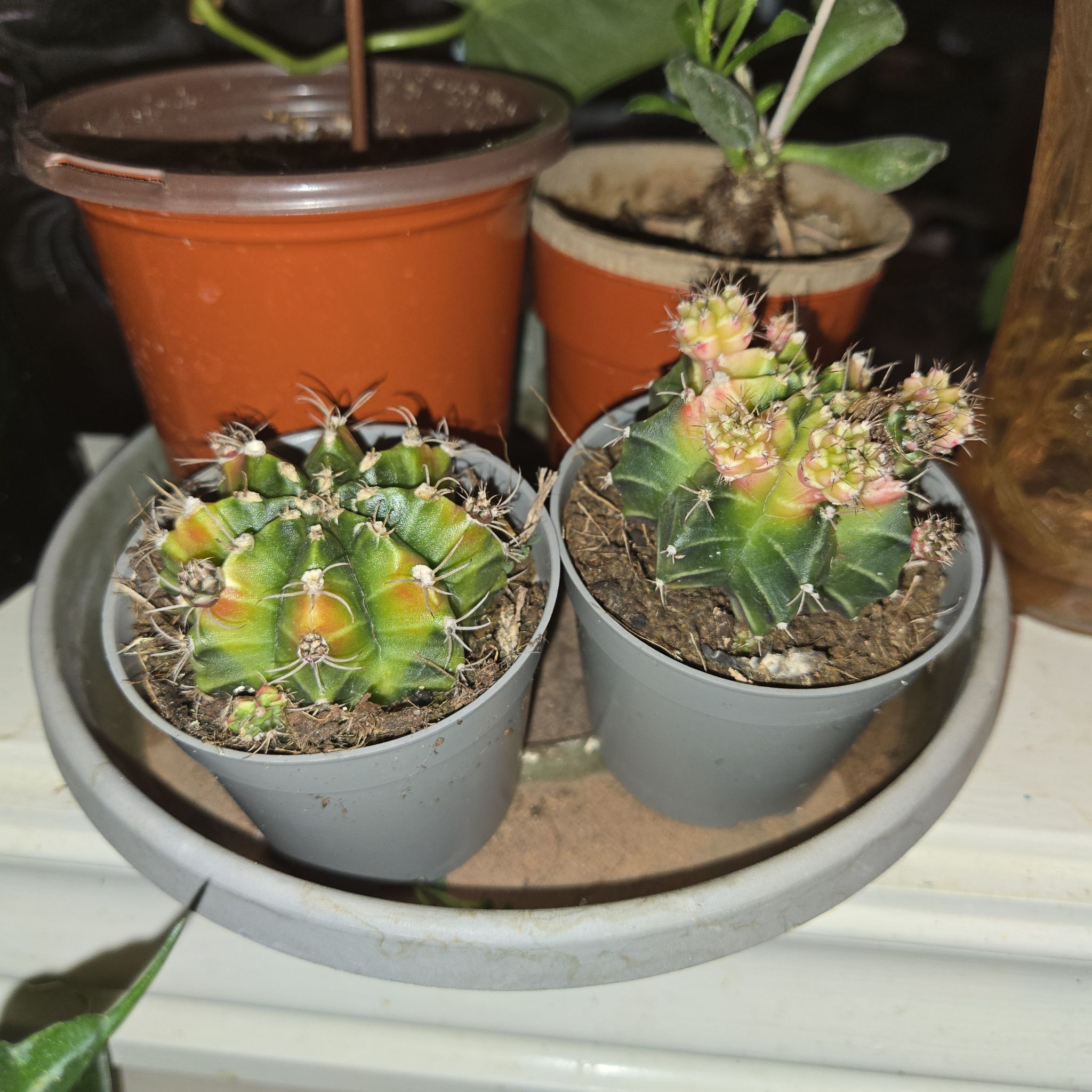 Photo of the plant species Variegated Moon Cactus by @SpyderLily named Foxxy on Greg, the plant care app