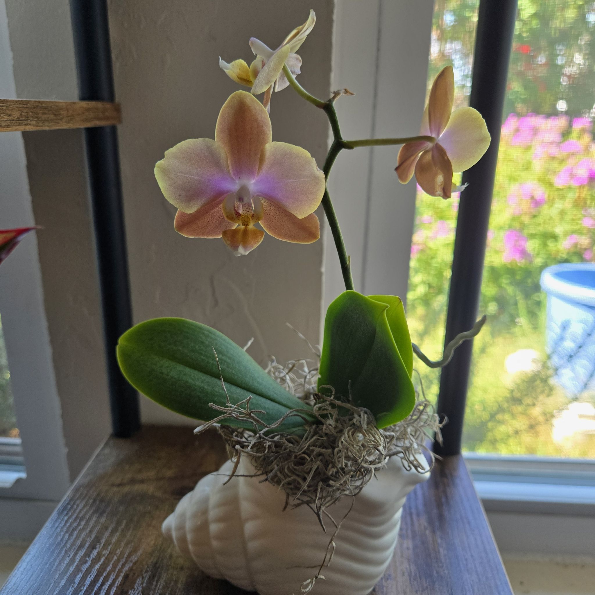 Penelope