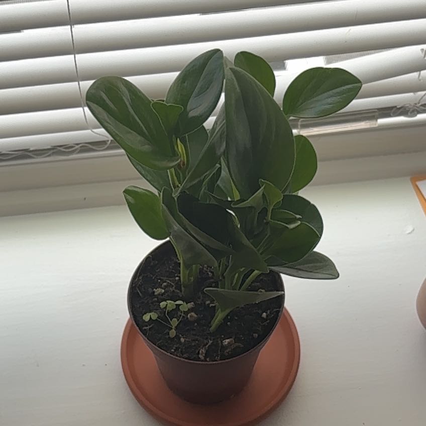 Photo of the plant species Lemon Lime Peperomia by @Nuskadoo named Suzume on Greg, the plant care app