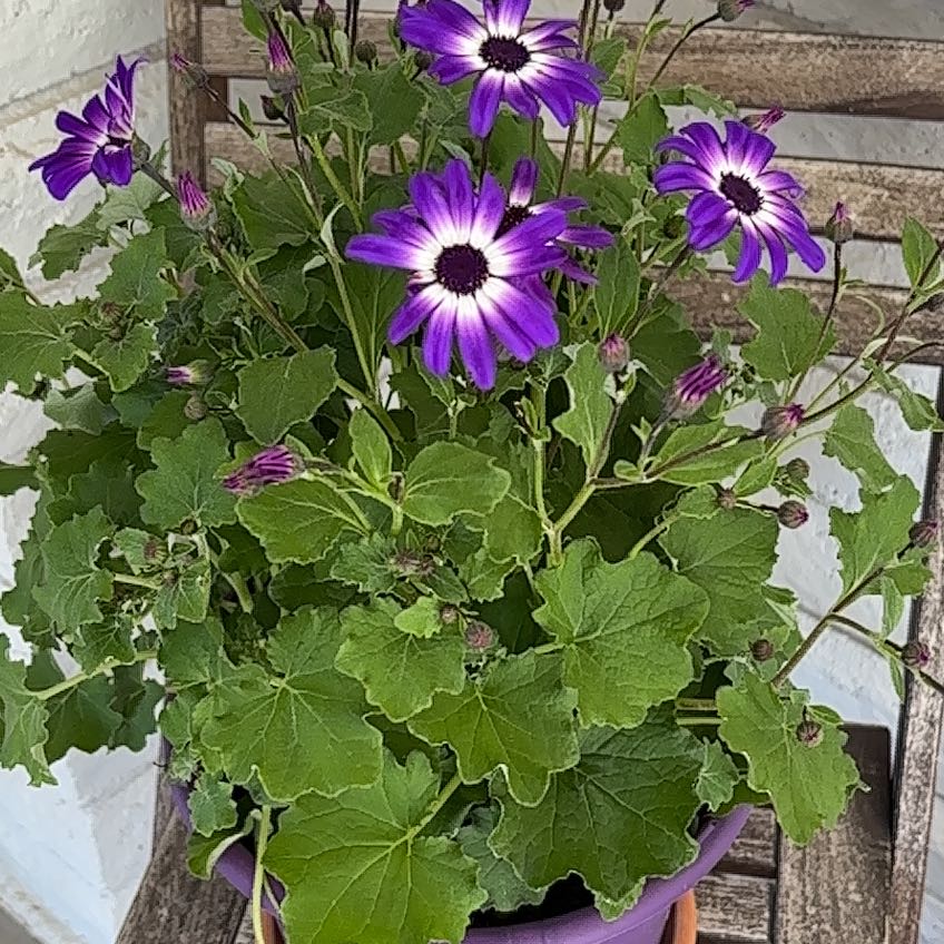Photo of the plant species Senetti by @BusyTipa14 named Perry on Greg, the plant care app