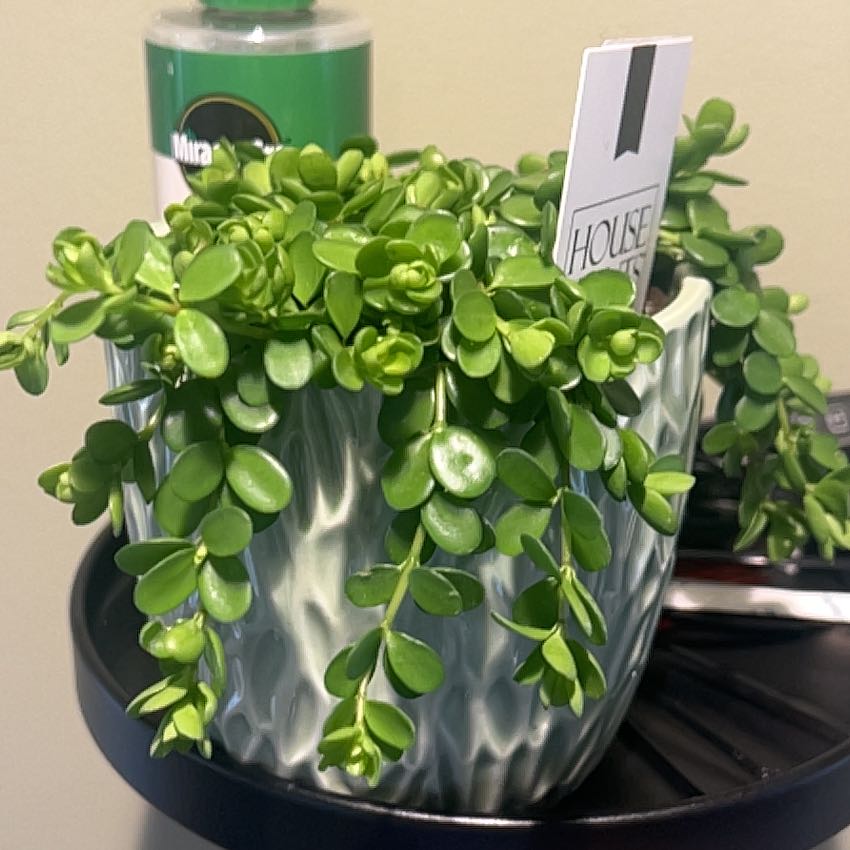 Photo of the plant species Peperomia deppeana by @TactfulCatpalm7 named Baesil on Greg, the plant care app