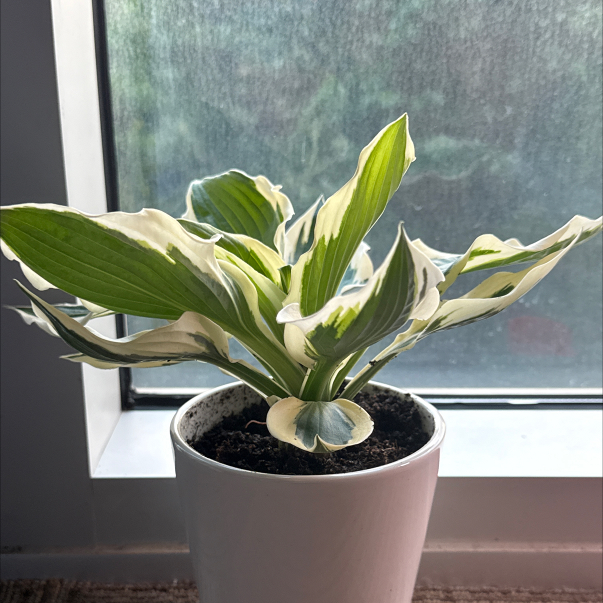 Photo of the plant species Hosta 'Patriot' by @ChicEndive23 named Navajo on Greg, the plant care app