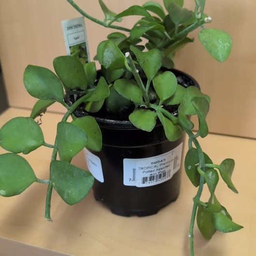 Photo of the plant species Dischidia 'Apple' by @IdealMizuna85 named Sol on Greg, the plant care app