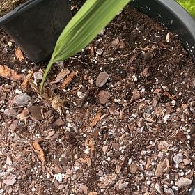 Photo of the plant species Sabal palms by @FabChives96 named Orlando Bloom on Greg, the plant care app