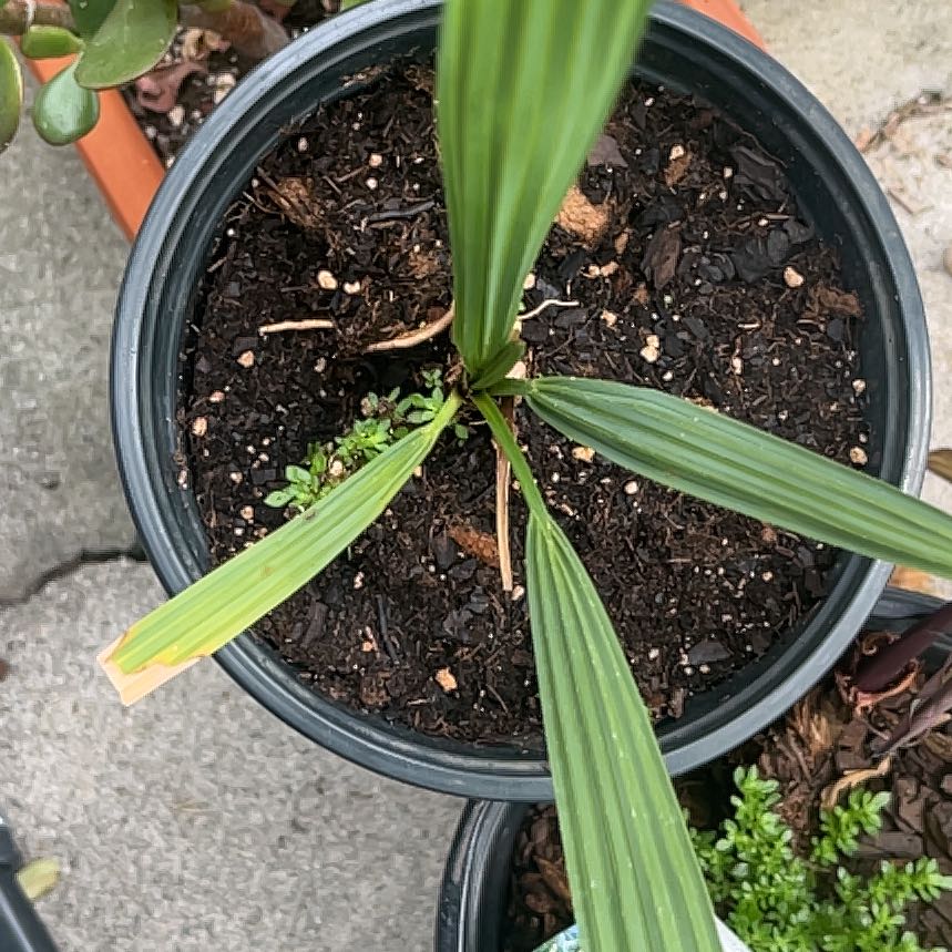 Photo of the plant species Mexican Fan Palm by @FabChives96 named Xena on Greg, the plant care app