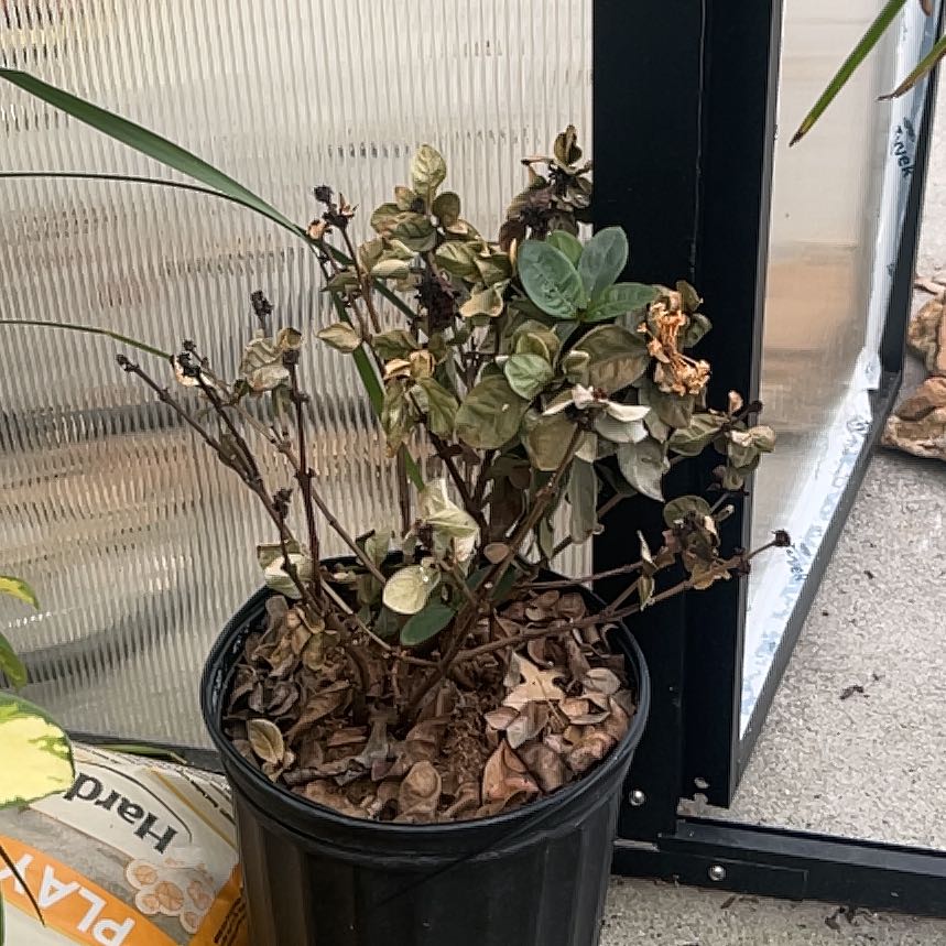 Photo of the plant species Asian Jasmine by @FabChives96 named Leaf Erickson on Greg, the plant care app