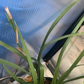 Photo of the plant species Dietes Grandiflora by @FabChives96 named ChloroPhil on Greg, the plant care app