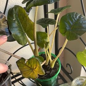 Photo of the plant species Elephant Ear by @ComicalApple26 named Scarlett on Greg, the plant care app