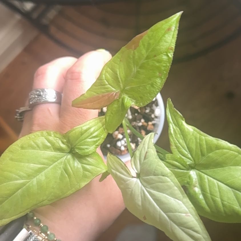 Photo of the plant species syngonium strawberry milk by @ComicalApple26 named Orwell on Greg, the plant care app