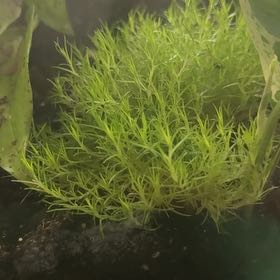 Photo of the plant species Broom Forkmoss by @ComicalApple26 named Zeus on Greg, the plant care app