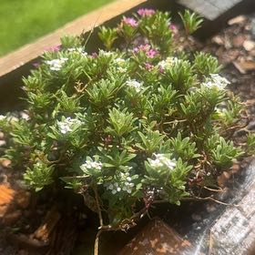 Photo of the plant species Spreading Phlox by @ZingyMedeola85 named Oscar on Greg, the plant care app