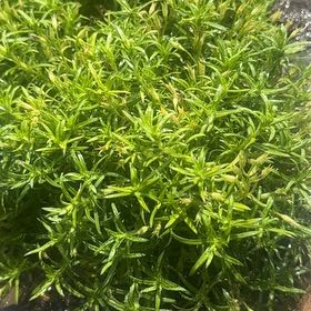 Photo of the plant species Perennial Savory by @ZingyMedeola85 named Achilles on Greg, the plant care app