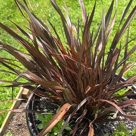 Photo of the plant species Crimson Fountaingrass by @ZingyMedeola85 named Homer on Greg, the plant care app