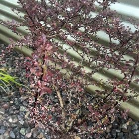 Photo of the plant species Japanese Barberry by @ZingyMedeola85 named Leonardo on Greg, the plant care app