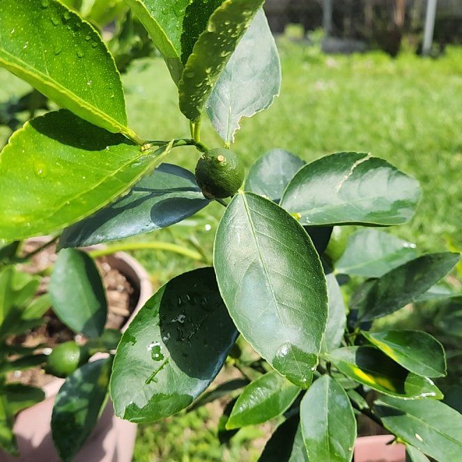 Photo of the plant species Thornless Mexican Lime Tree by @WhizTaciveria69 named Margarita on Greg, the plant care app