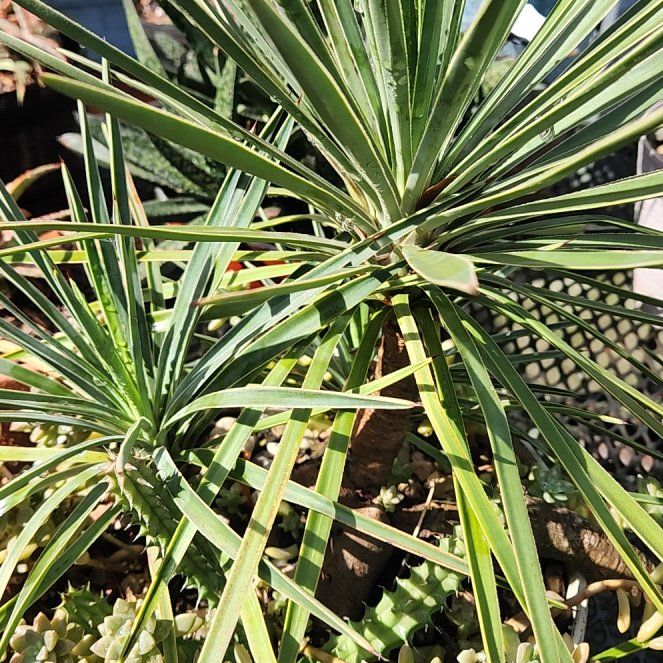 Photo of the plant species Aloe Yucca by @WhizTaciveria69 named Sherlock on Greg, the plant care app