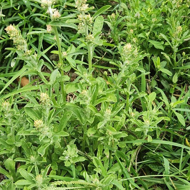 Photo of the plant species Large Thyme by @WhizTaciveria69 named Sigmund on Greg, the plant care app