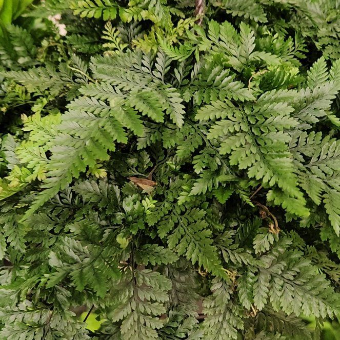 Photo of the plant species Leatherleaf Fern by @WhizTaciveria69 named McKinley on Greg, the plant care app