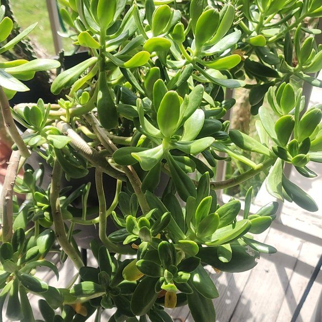 Photo of the plant species Tree Stonecrop by @FairPoisonpie68 named Zeus on Greg, the plant care app