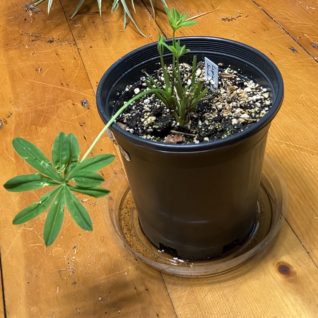 Photo of the plant species Wild Perennial Lupine by @CedarMyers named Rainier on Greg, the plant care app